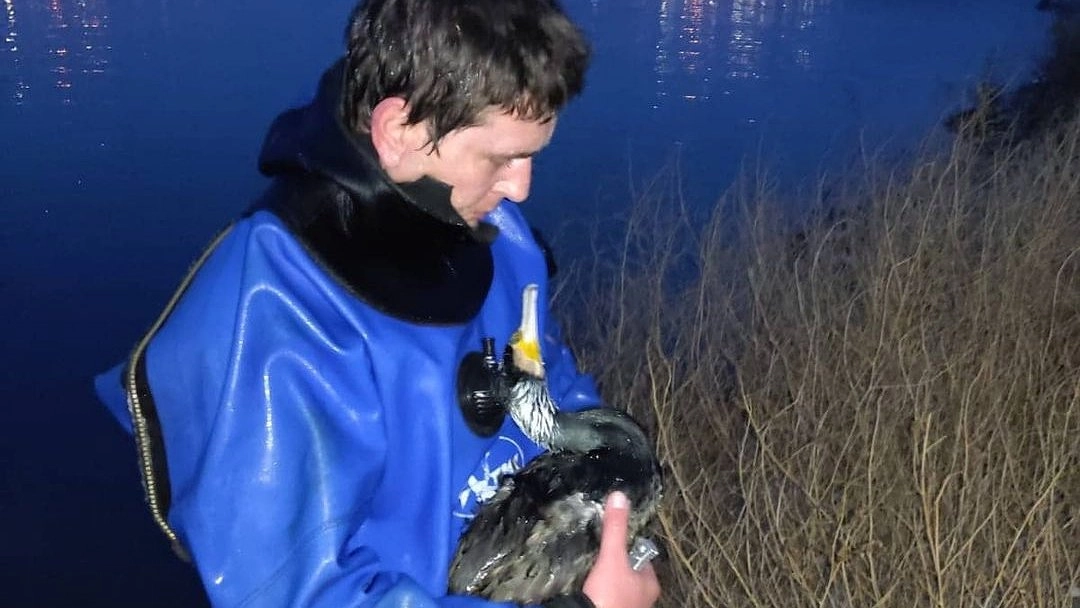 Жители Новороссийска приняли баклана в лагуне за собаку и вызвали спасателей