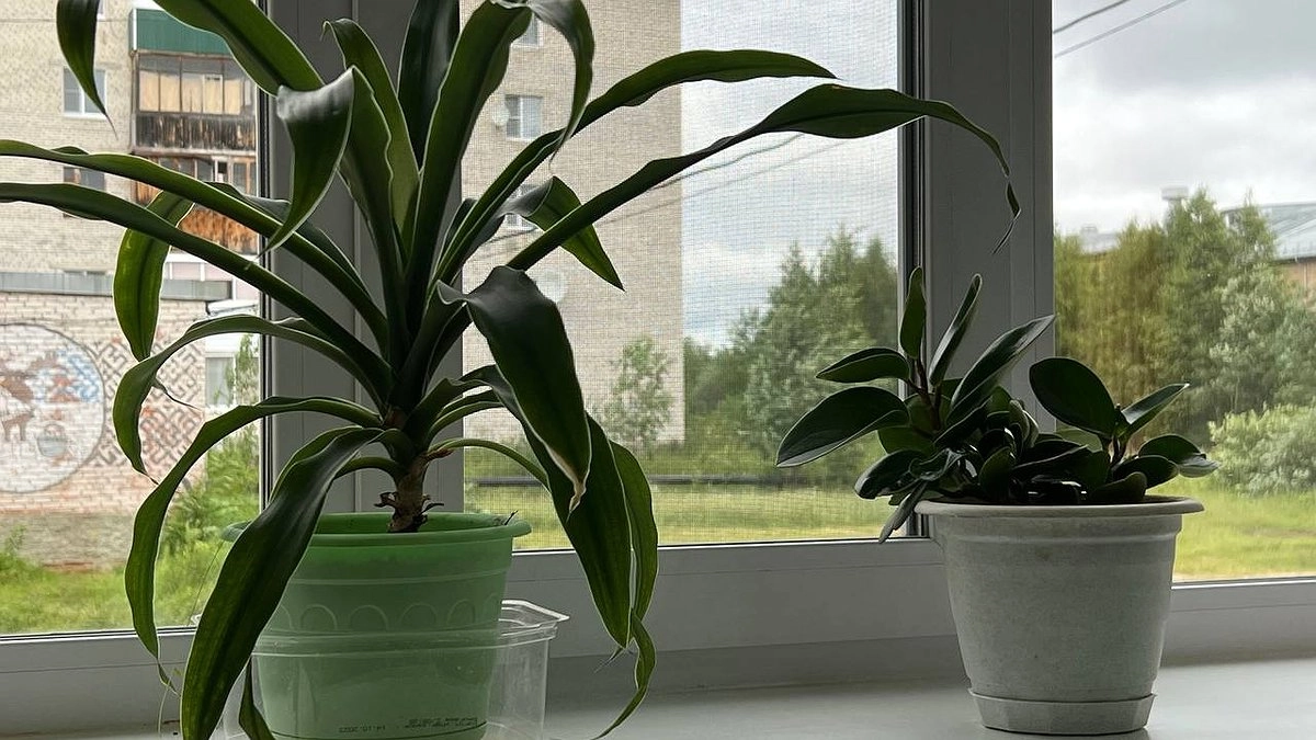 Комнатные цветы оживают: что обязательно сделать в марте-апреле, чтобы они буйно росли