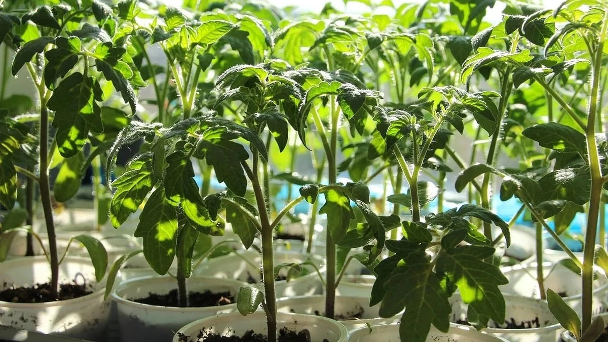 Корней — море, каждый — со спичку: 3 рабочих совета для крепкой рассады томатов