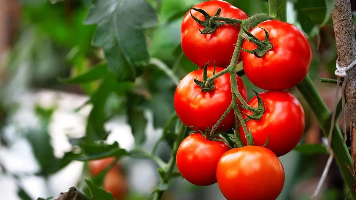 Посыпаю грядку горчицей — собираю помидоры ведрами: секрет, о котором молчат агрономы