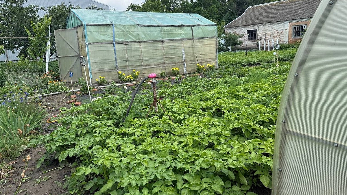 Главная картинка новости: Раскидываю 1 пачку дешевой крупы по грядкам - земля как чернозём. Дорогой навоз больше не нужен