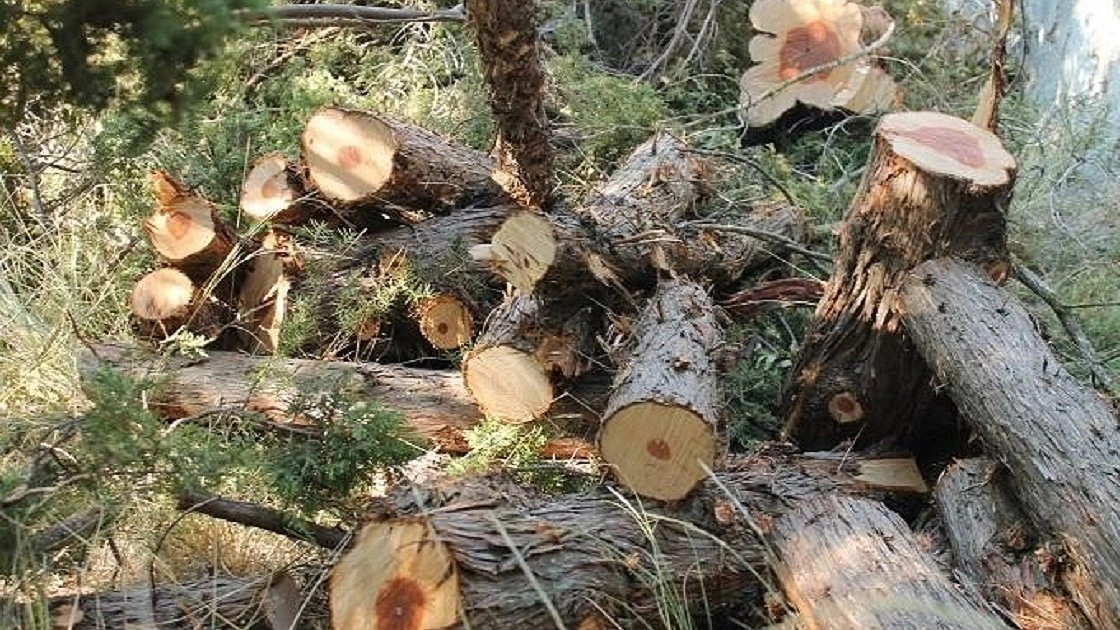 Главная картинка новости: В Новороссийске срубили 8 краснокнижных можжевельников