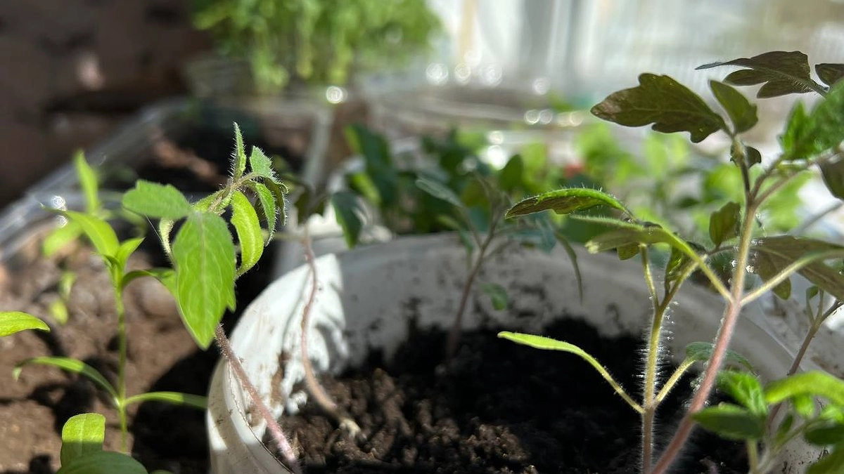 Главное правило рассады капусты: кто его запомнит — будет с урожаем. И ещё 3 секрета для крепких всходов