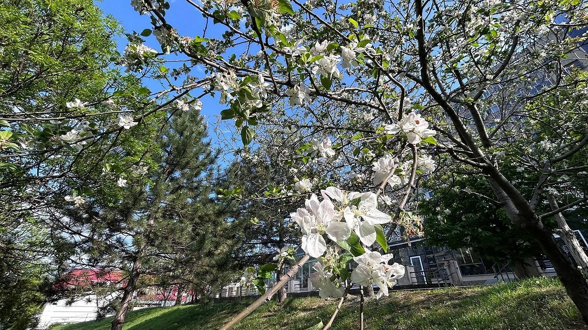 Внутренняя защита от пыльцы: какие вещества в рационе снижают чувствительность к весенним аллергенам