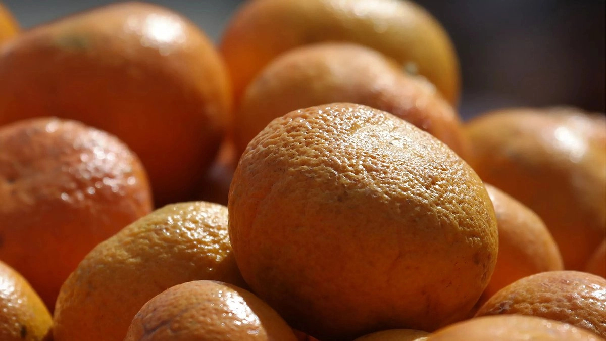 Турецкие мандарины с опасным вредителем задержали в порту Новороссийска