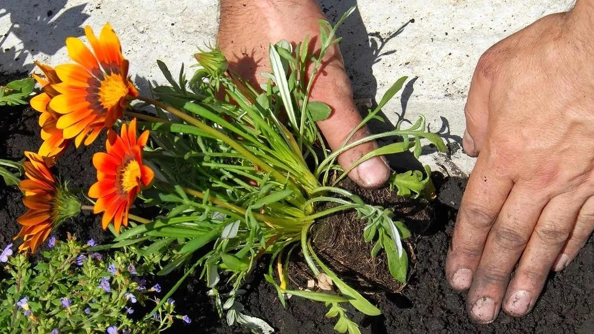 Главная картинка новости: Этот прекрасный многолетник цветет все лето без остановки: будете им любоваться до самых холодов