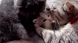 Главная картинка новости: Одним словом – семья! Новороссийка опубликовала милый ролик с котиками