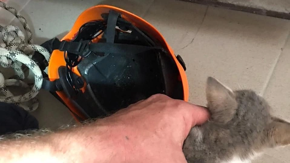 Новороссийские спасатели достали котенка из подвала с помощью каски и сосиски