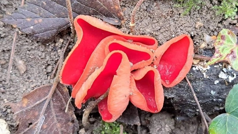 Геленджик: грибники нашли редкие «бабушкины ушки» в январе