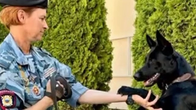 Главная картинка новости: Немецкая овчарка по кличке Бонни заступит на службу в Новороссийске