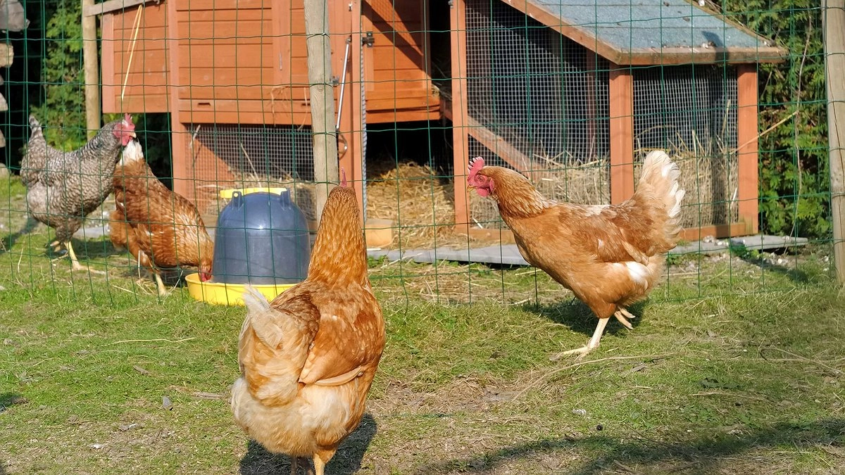Вши с кур сбегут без оглядки: бросьте эти 3 ветки в курятник — и забудьте о проблеме