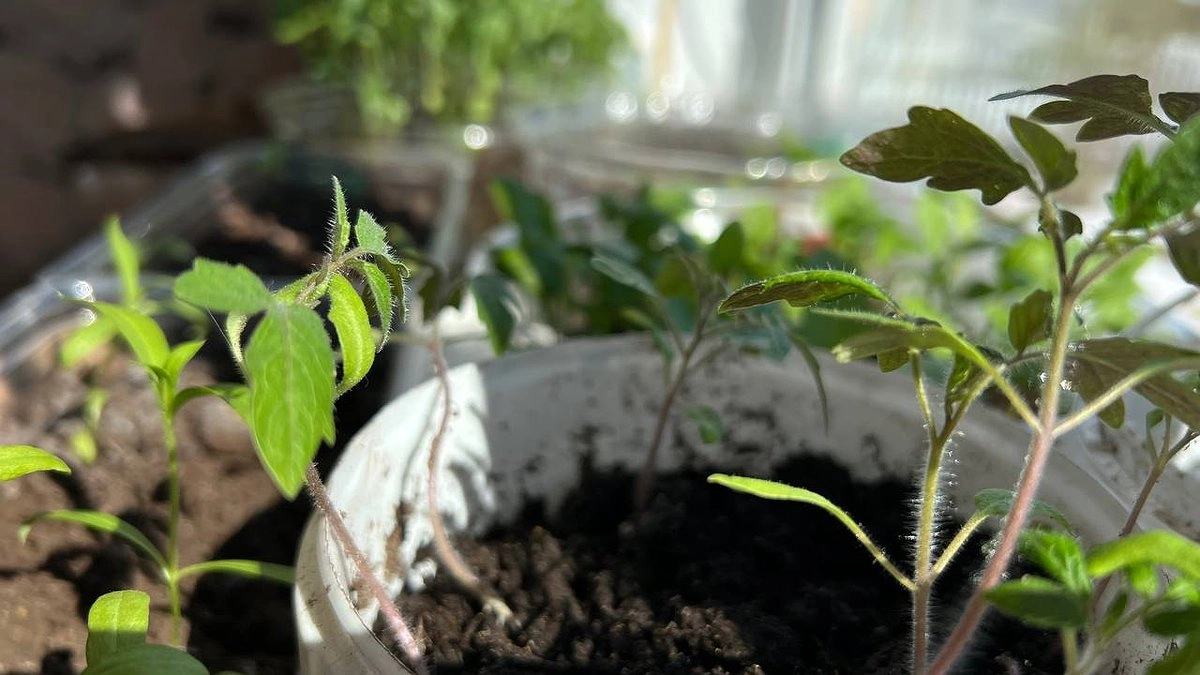 Главная картинка новости: Рассада томатов не простит: две фатальные ошибки в подкормке, из-за которых вы останетесь без урожая
