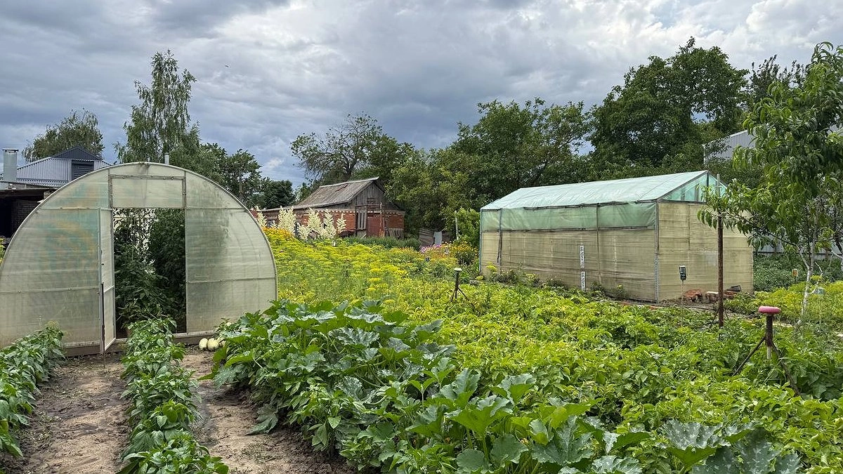 Главная картинка новости: Секреты здорового огорода: топ-5 лайфхаков, которые точно спасут ваш урожай