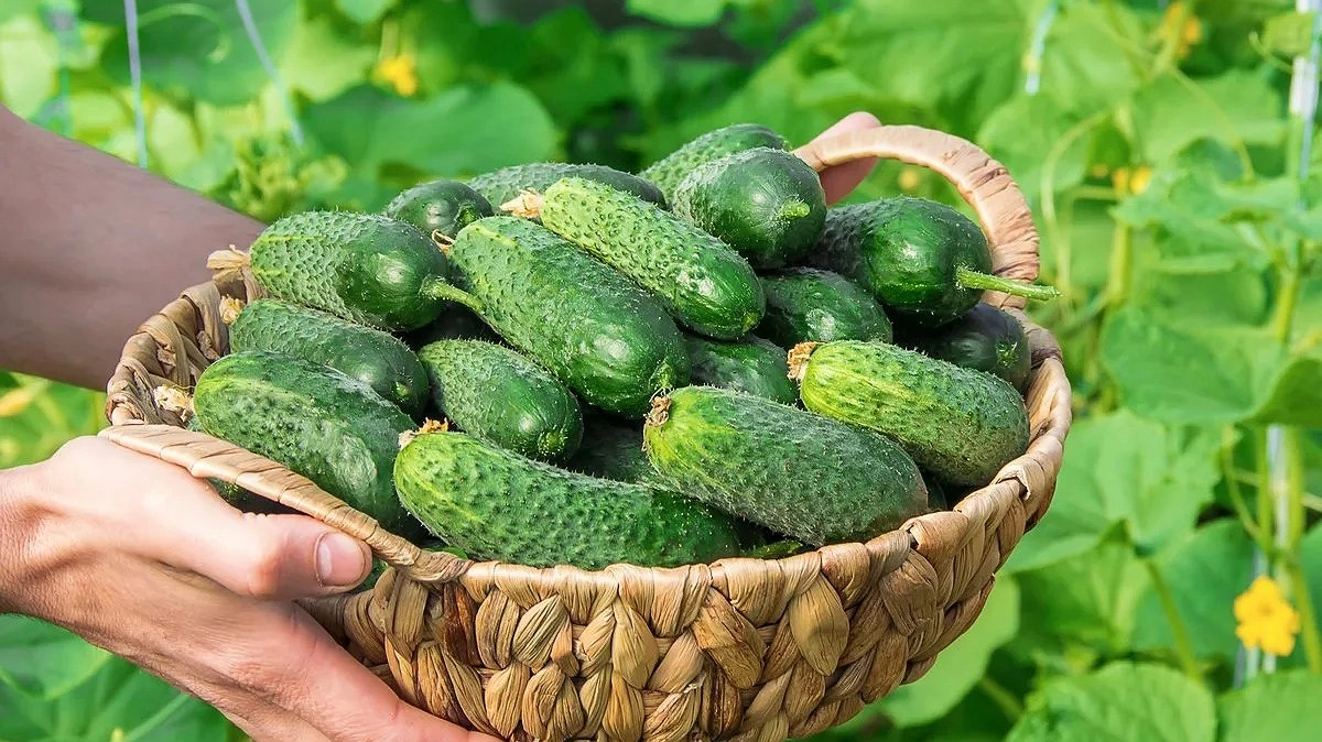 Хрустящие малосольные огурцы за ночь – рецепт, от которого сходят с ума