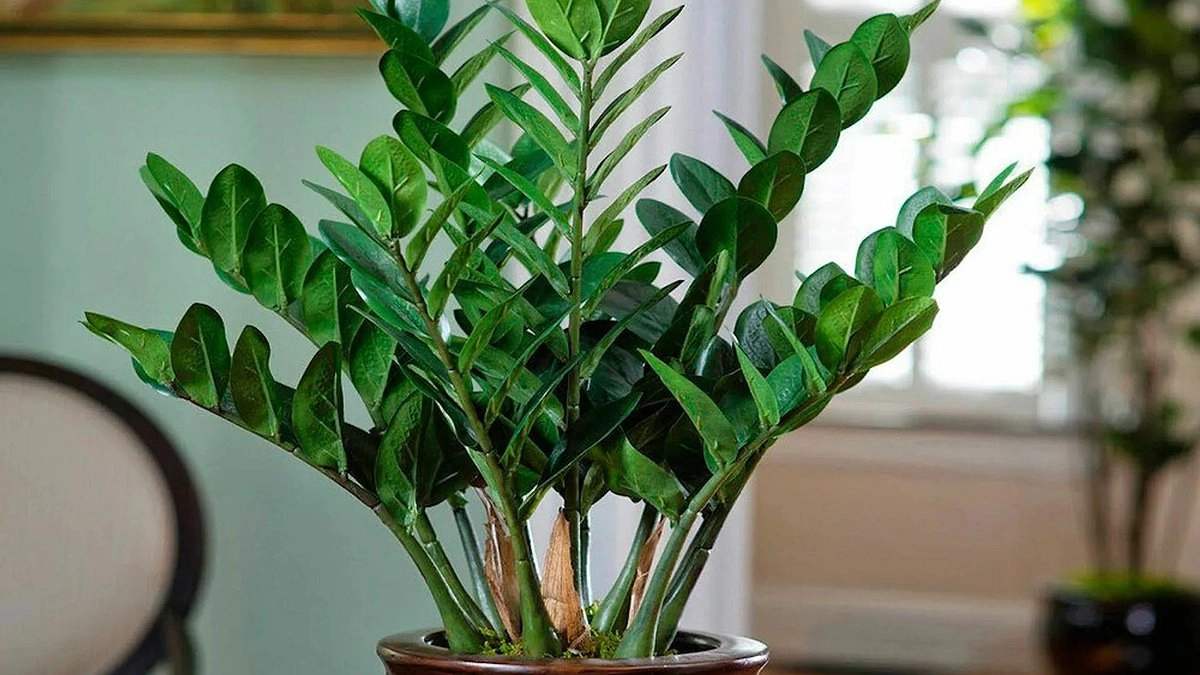 Секрет роскошного замиокулькаса: 3 простых опрыскивания вернут листьям силу и яркость