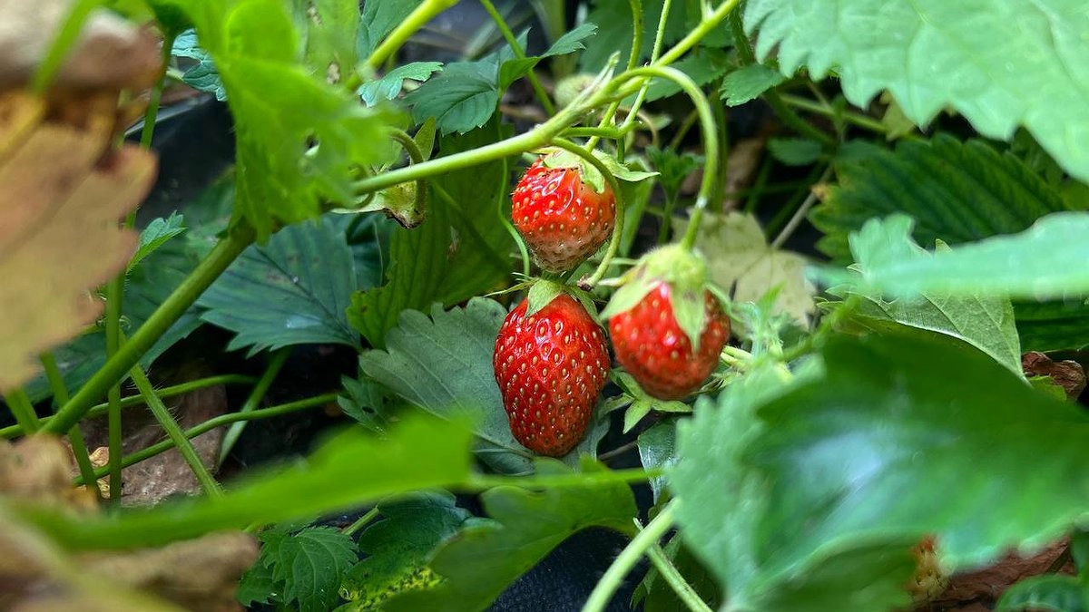 Главная картинка новости: Уход за клубникой осенью: пять ключевых шагов для богатого урожая следующего года