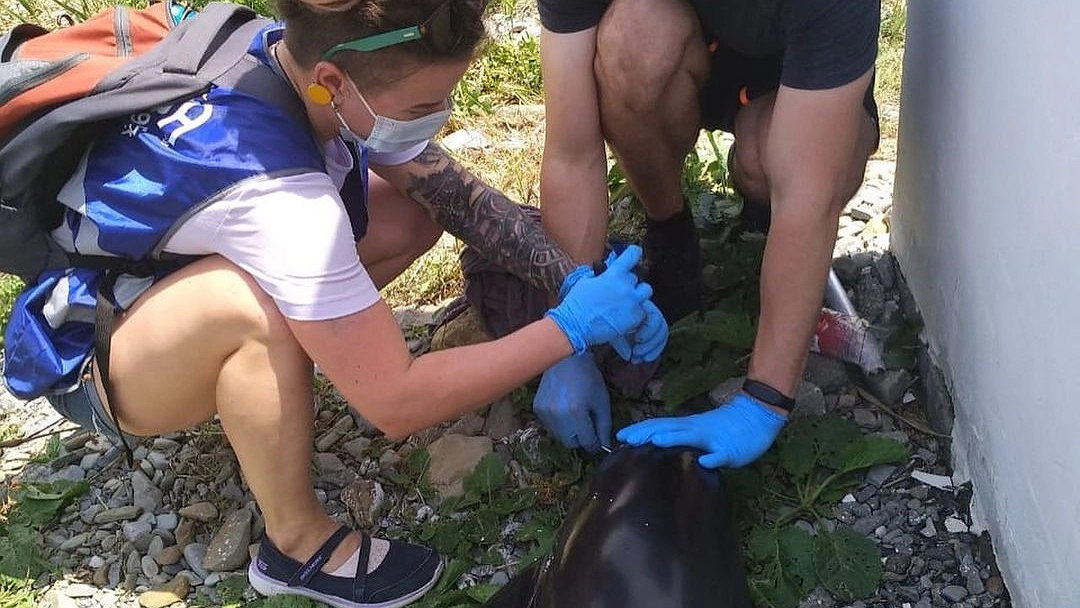 Главная картинка новости: Под Новороссийском на берег выбросило дельфина. У животного был токсический шок