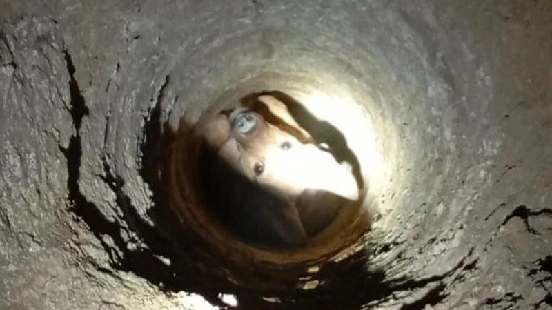 Спасательная операция в Новороссийске: щенка вытащили из ямы с помощью удавки