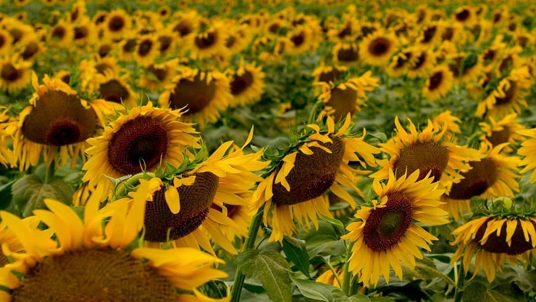 Под Анапой зацвели подсолнухи. 6 ярких фото