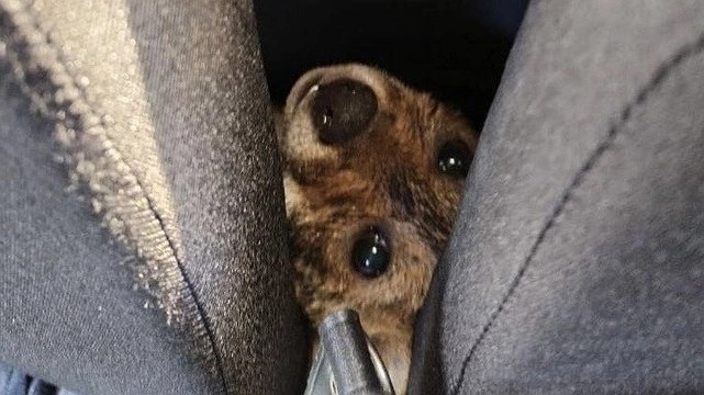 Главная картинка новости: Во время пожара в Дюрсо спасли шакала