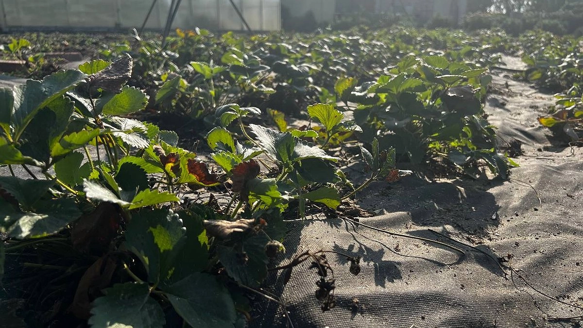 Главная картинка новости: Клубника сразу после обрезки листьев: чем подкормить уже сейчас, чтобы в следующем сезоне был обильный урожай