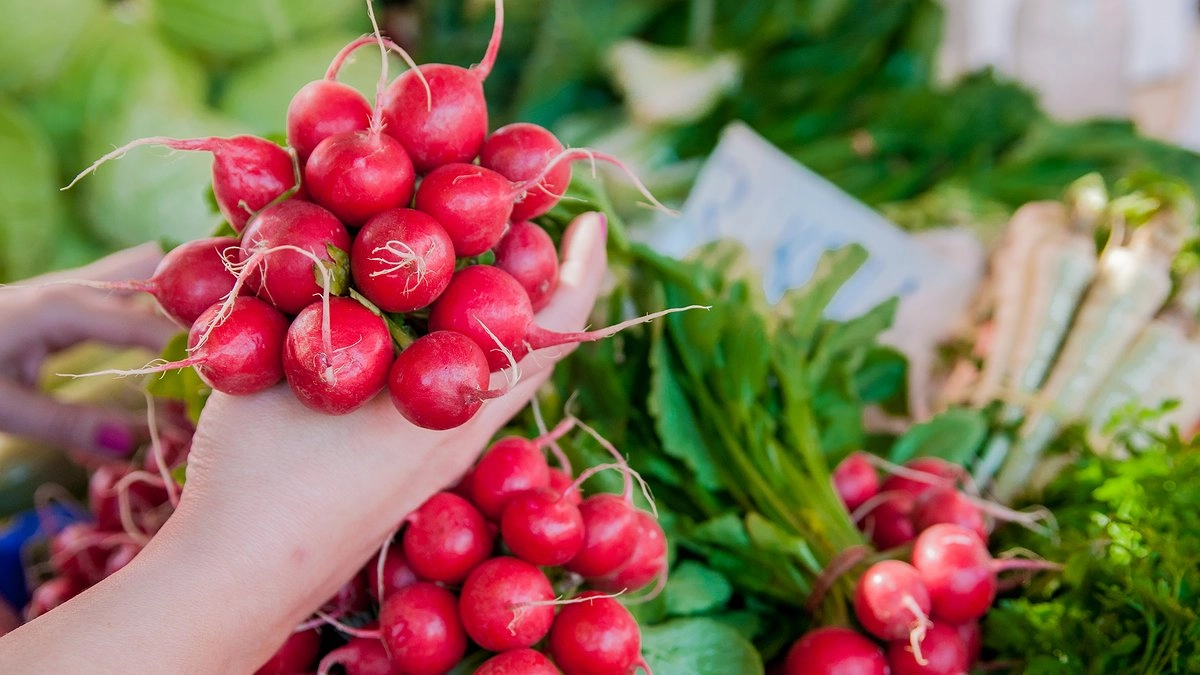 Что любит редис: главные секреты для богатого урожая