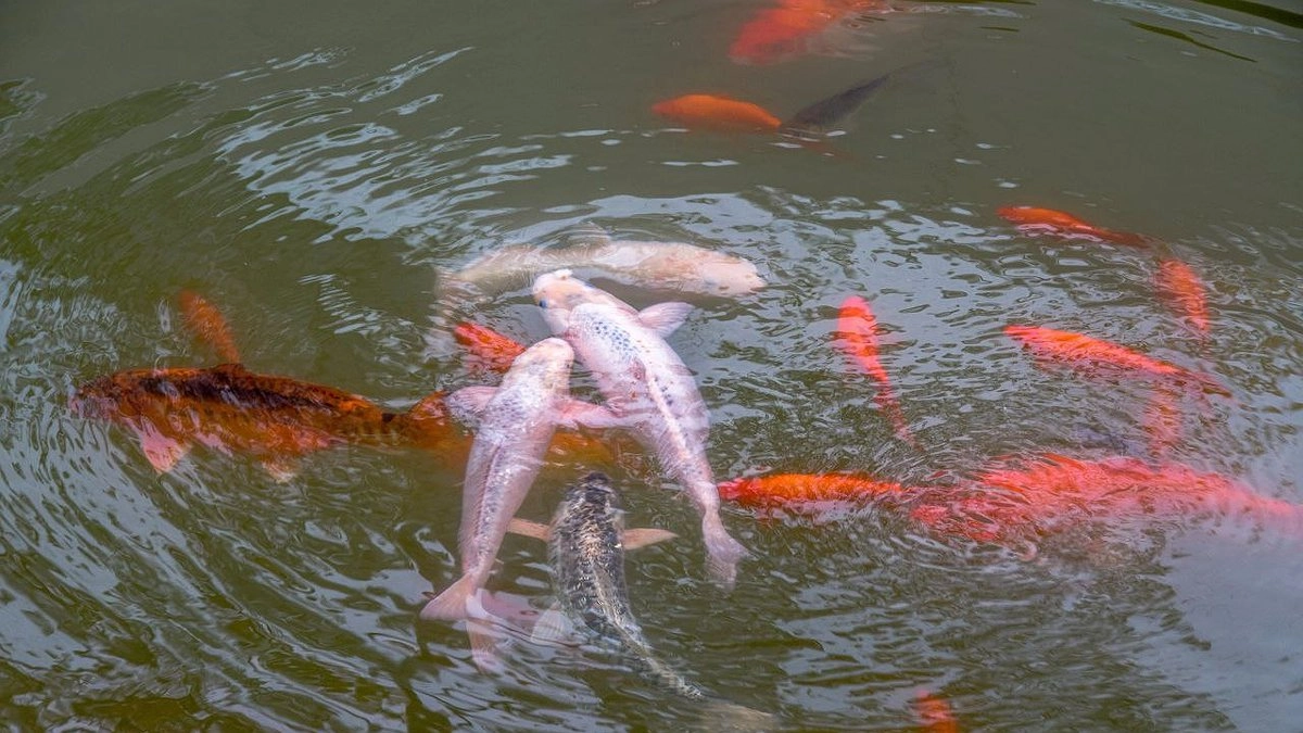 Главная картинка новости: В пруд парка Фрунзе в Новороссийске запустили 500 карпов: власти просят их не подкармливать