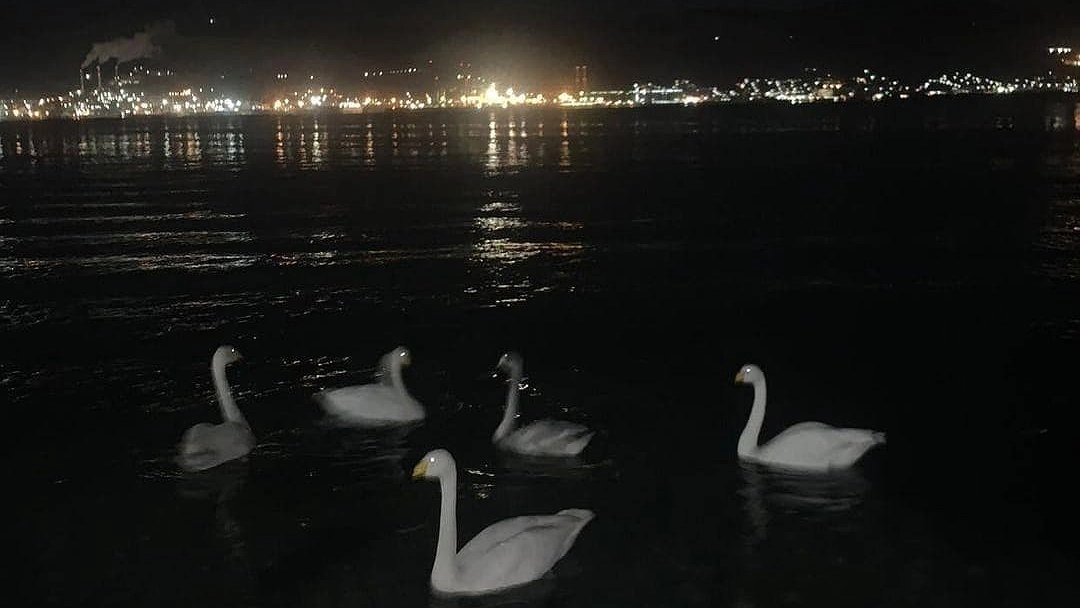 Главная картинка новости: На набережной Новороссийска молодые люди кидали петарды в лебедей