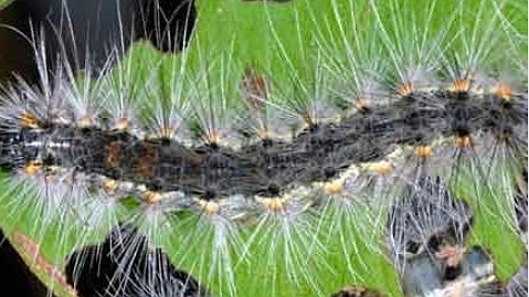 Главная картинка новости: В Новороссийске потравят американских бабочек. Адреса, где будут опрыскивать