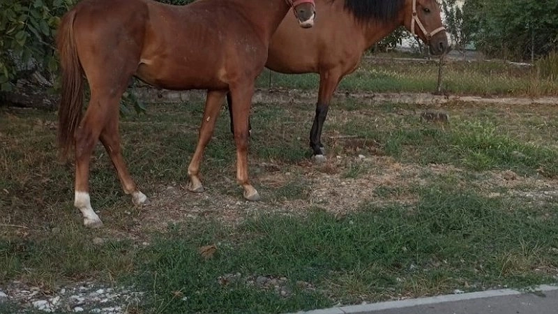 Под Новороссийском водитель сбил коня и скрылся с места аварии