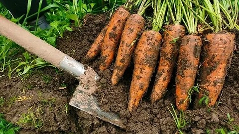 Главная картинка новости: Одна ложка на ведро — и морковь вырастет с кабачок: крупная и сладкая, как мед