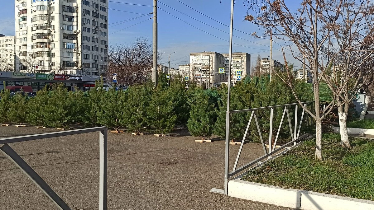 Главная картинка новости: Сосны, ели и пихты: сколько стоят новогодние деревья в Новороссийске