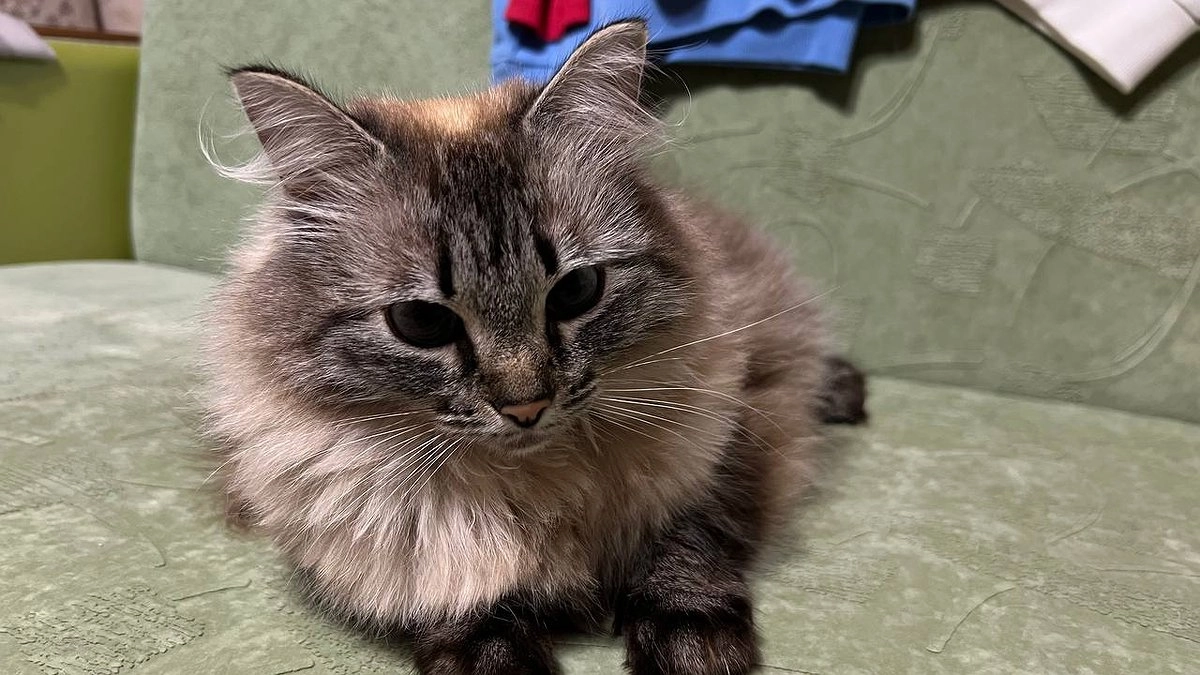 Кот, который боится крысы — это не трус, а гений выживания: объясняем на пальцах