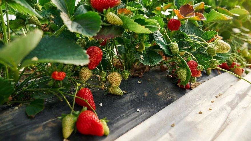 10 советов по уходу за клубникой весной для большого урожая сладкой ягоды: от генеральной уборки до защиты от заморозков