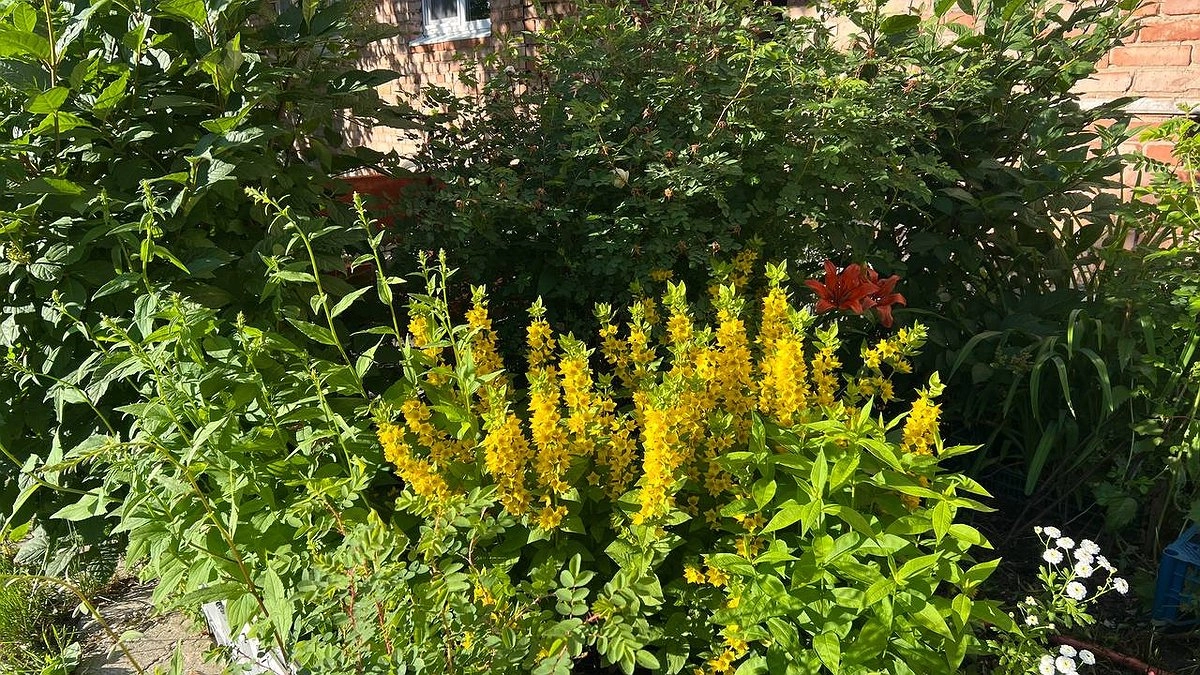 15 цветов для подзимнего посева: перезимуют без проблем и вырастут без рассады