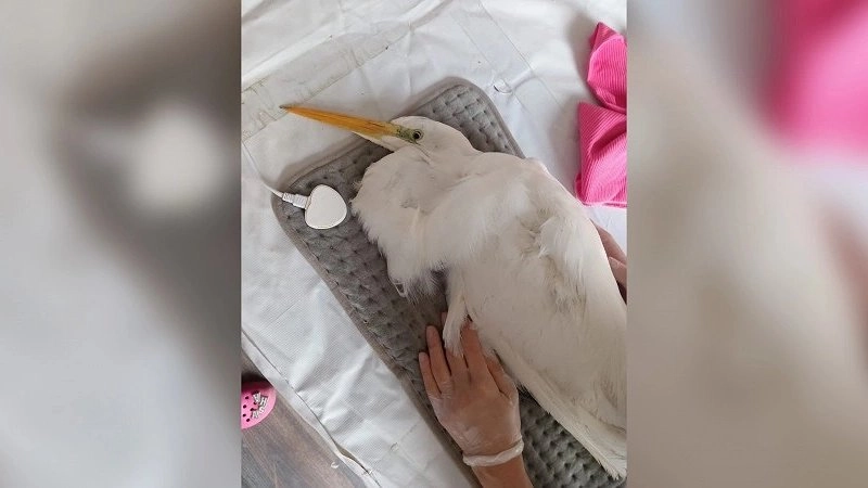 Спасение цапли в Новороссийске: волонтеры возвращают птицу в дикую природу