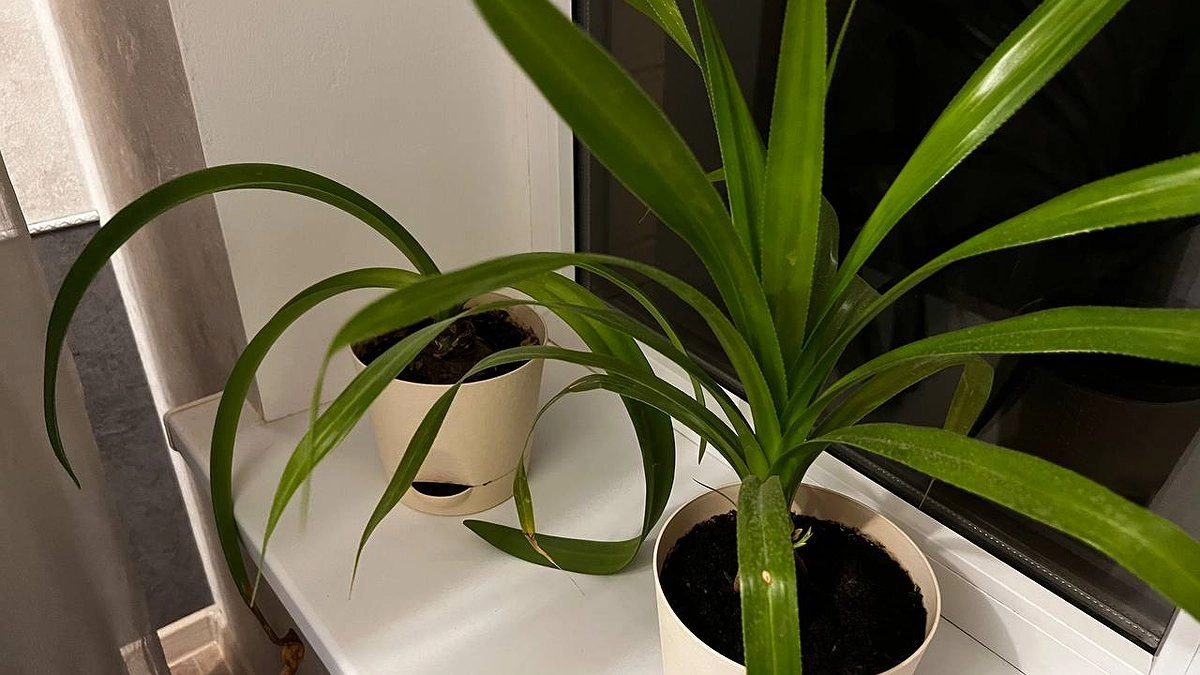 Скорее уберите этот комнатный цветок из дома: магнит для бед и несчастий вопреки приметам