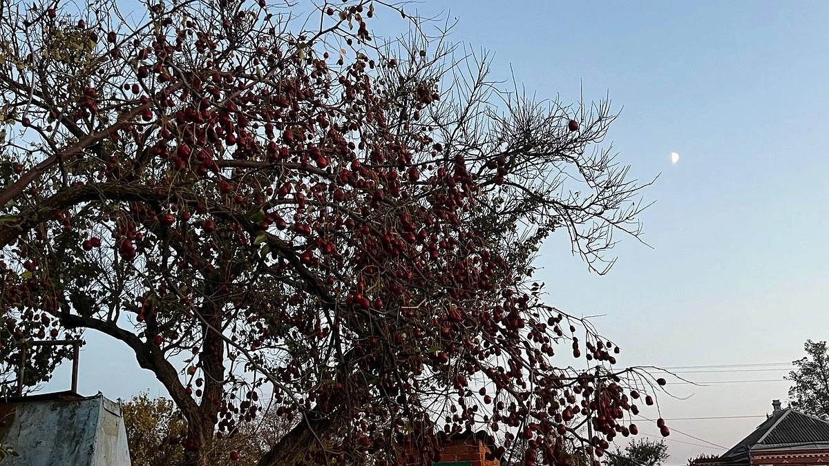 200 кг груш с дерева: такие 3 сорта - слаще мёда - скорее бегите за черенками