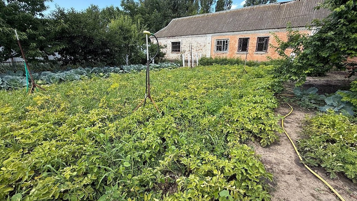 Разбрасываю 3 горсти вокруг кустов — и тля сваливает за пару дней: бабушкин рецепт против вредителей