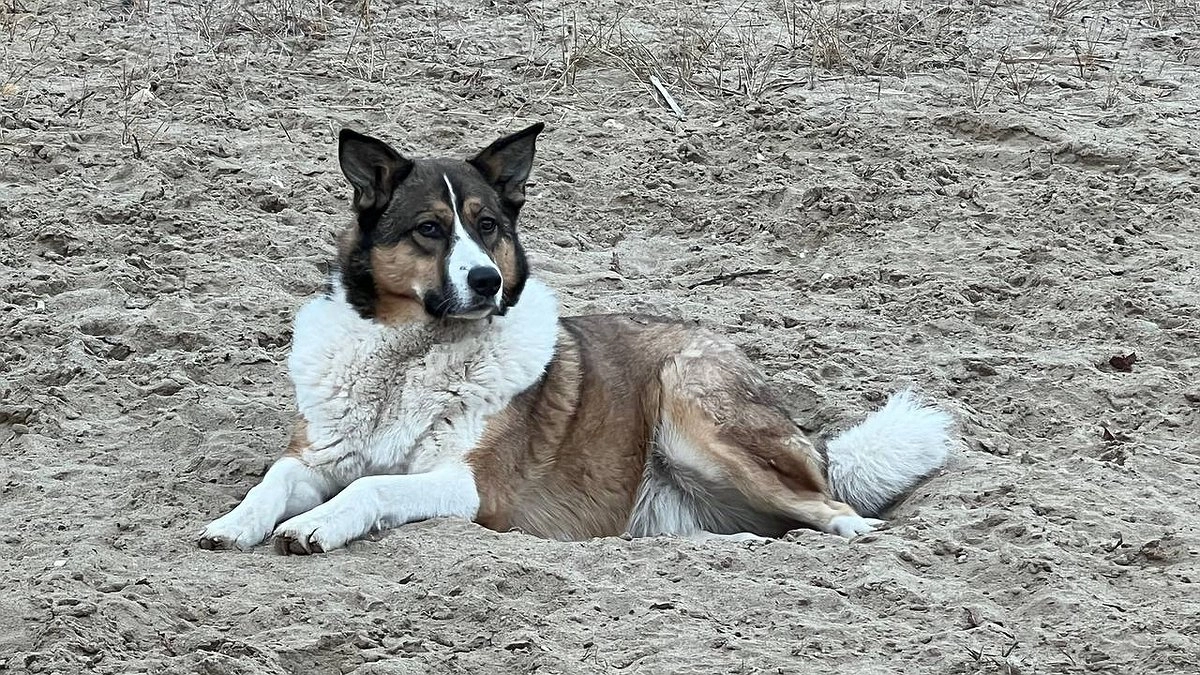 СК возбудил дело о халатности после серии нападений бездомной собаки в Борисовке
