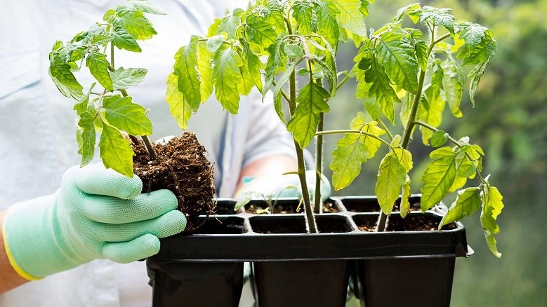 Нашатырный спирт — главный секрет крепкой рассады помидоров и перца на окне: как не навредить