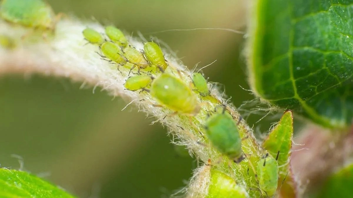 Главная картинка новости: Соседка шепнула секрет: теперь тля обходит мою смородину за километр! Метод — раз и навсегда