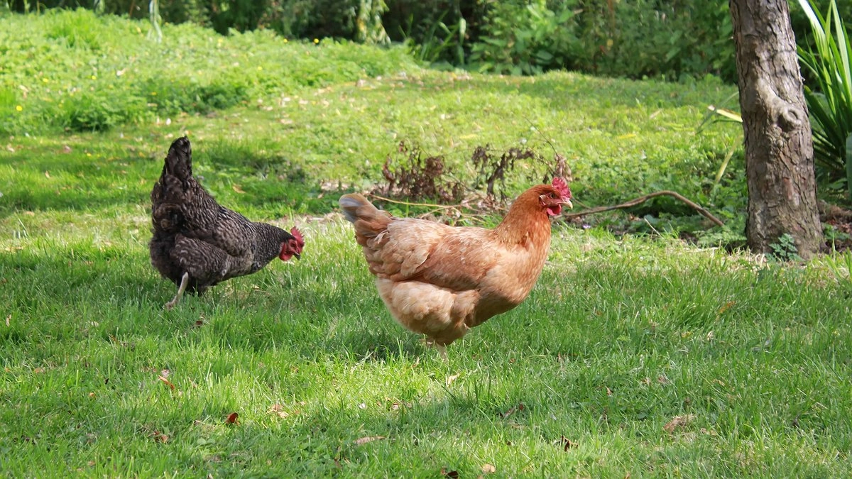 Всех кур убрать и штраф заплатить: новые требования для птицеводов