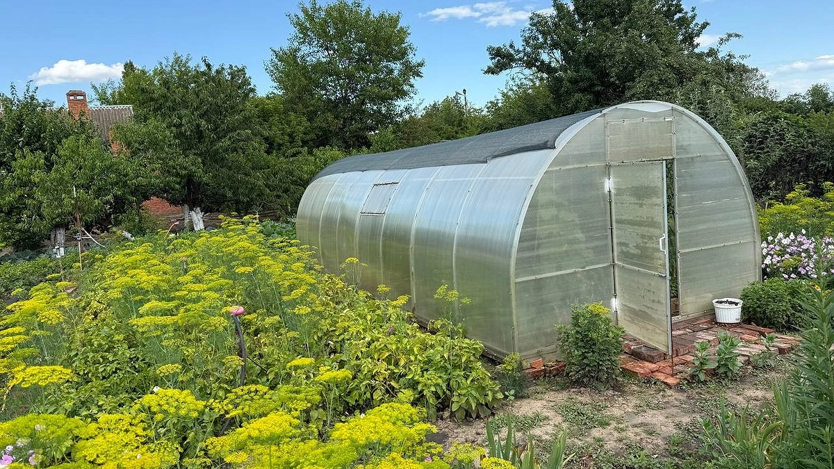 Главная картинка новости: Избавляемся от сорняков и спасаем жизнь увядающим огурцам и помидорам: топ-5 проверенных лайфхаков для дачников