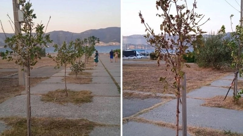 Главная картинка новости: Новороссийцы просят полить засыхающие растения на Малой Земле