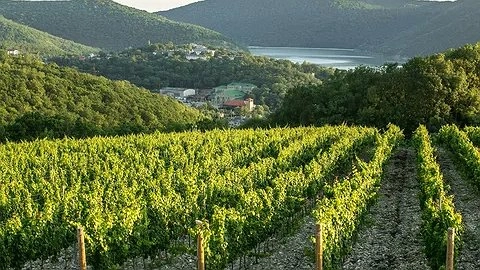 Главная картинка новости: Новороссийские виноделы сохраняют планку: урожай винограда в 2025 году ожидается на уровне 14 тысяч тонн