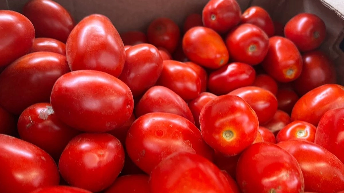 Главная картинка новости: 2 ст. л. на 10 л воды для помидоров в июле: и фитофтора - в прошлом, совет агронома с опытом