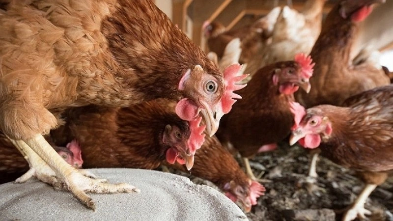 Главная картинка новости: Жители станицы Натухаевская в Новороссийске жалуются на невыносимый запах