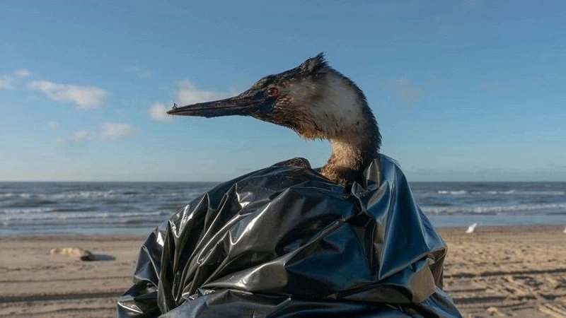 Ученые и волонтеры о шансах на выживание птиц после разлива мазута в Витязево