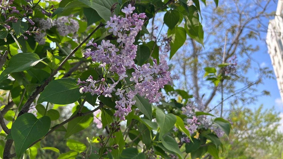 Май‑июнь 2026: как не остаться без урожая за одну ночь — экстренная защита от убийственных заморозков